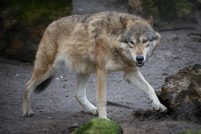 Wolf - Wölfe