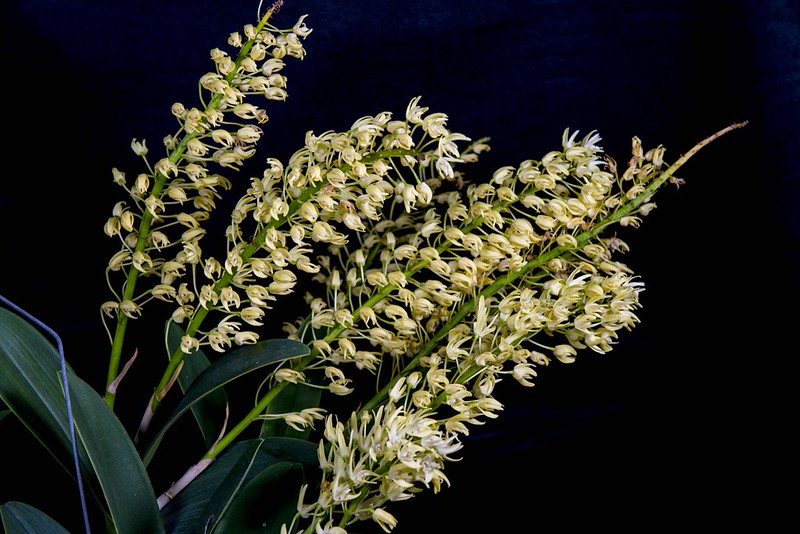 Den. speciosum 大明石斛