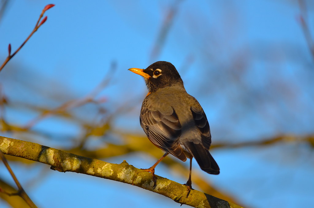 Robbin Spring Spring Has Sprung | American Robin at Willband Creek Park, A… | Flickr