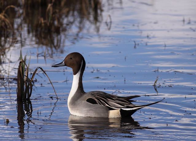Pintail reflecting in the water