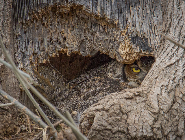 Ephrata Great Horned Owl - 04.02.19
