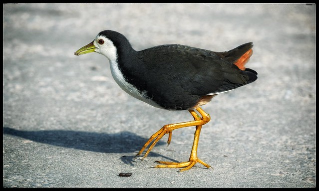 How about a Peppy Walk? - Cute White Breasted Waterhen