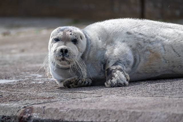 Bearded Seal at Victoria Pier, Lerwick, Shetland Islands