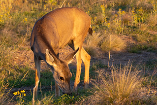 Mule Deer at Sunset - Rocky Mountain Arsenal - Denver, Colorado