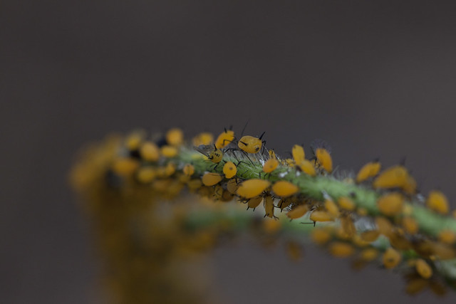 Oleander Aphids on Matalea