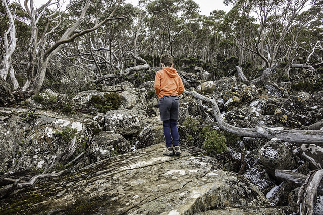 Ezra on the move, Exploring the Lost World trail, Mount Wellington- kunanyi-1