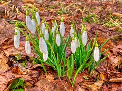First snowdrops of the year in Kiefersfelden, Bavaria, Germany