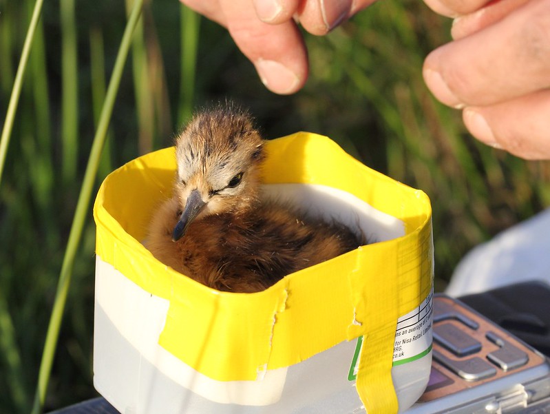 Black-tailed godwit chick being weighed at the Nene Washes (Guy Anderson, RSPB)