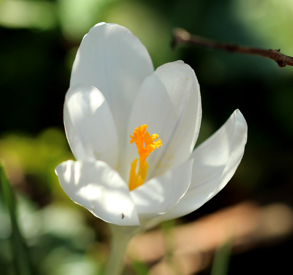 Crocus Sign White Crocus | Sign of spring on a sunny afternoon. | Linda Ollier | Flickr