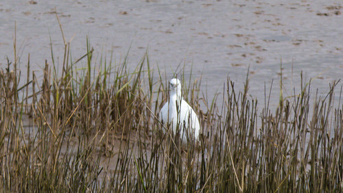 Little egret in reed bed, Goosemoor RSPB