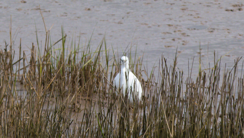 Little egret in reed bed, Goosemoor RSPB