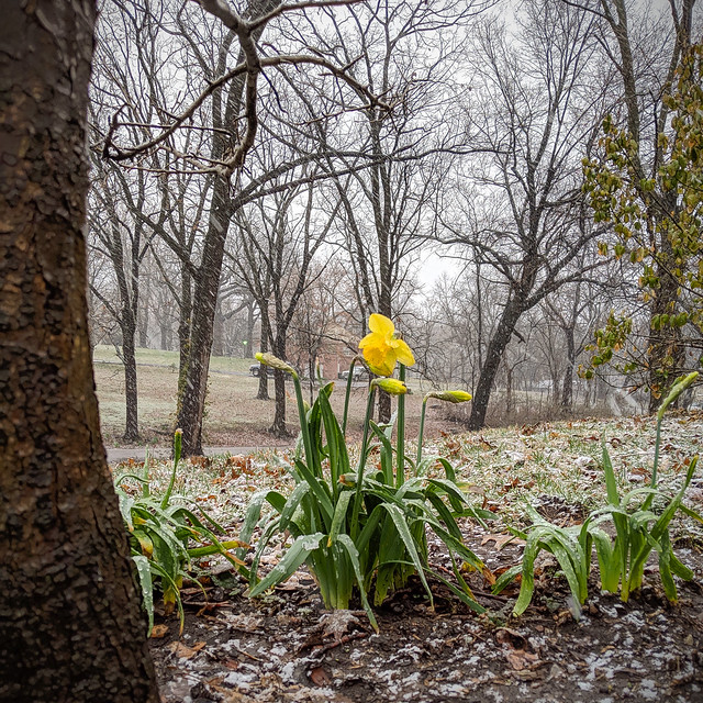 Daffodils in the Snow