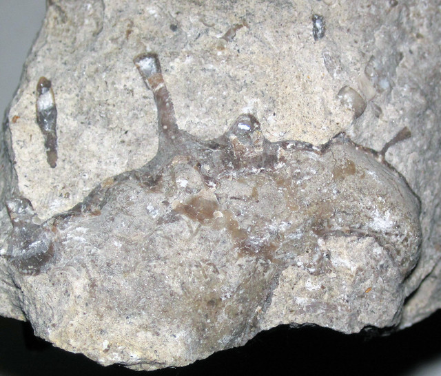 Platyceras dumosum (fossil gastropod) (Columbus Limestone, Middle Devonian; Emerald Parkway roadcut, Dublin, Ohio, USA) 5