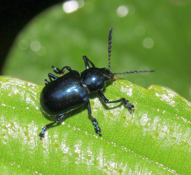 ecosystem/fauna/Leaf Beetle/Chrysomelidae /Platycorynus spp.