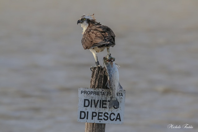 Osprey - Falco Pescatore (Pandion haliaetus)