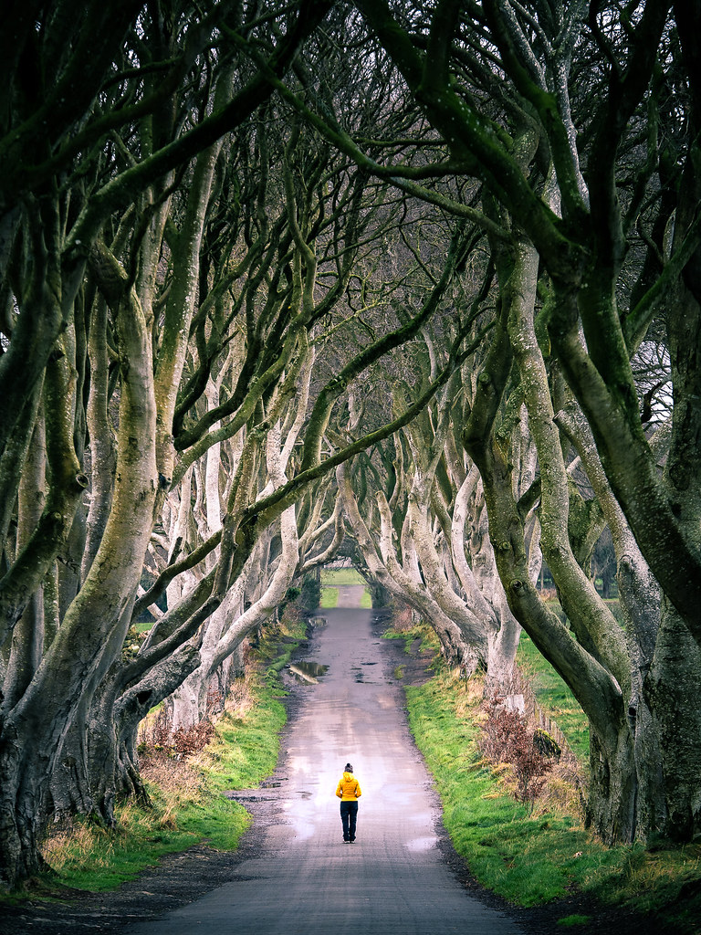 The Dark Hedges - Northern Ireland - Travel photography