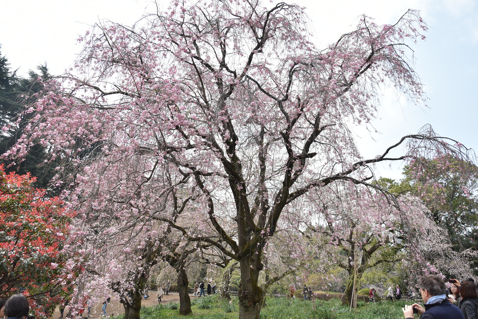 Sakura - Gyoen National Park