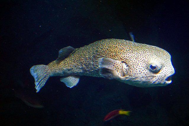 Spotfin Porcupine Fish - National Aquarium, Baltimore, MD