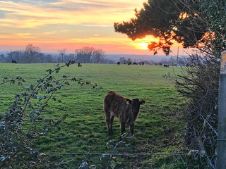 Curious calf at sundown