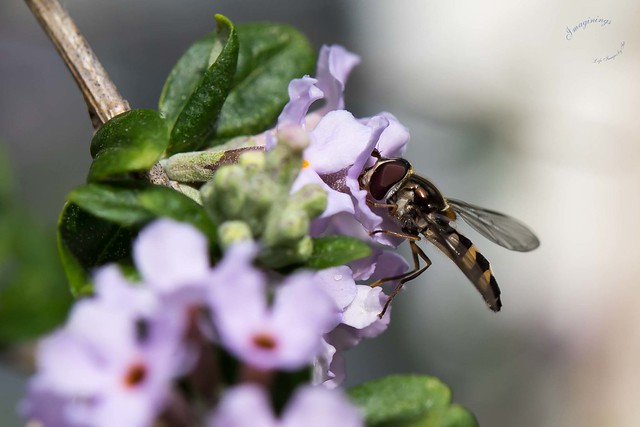 Garden Cleland G4 Common hoverfly on Buddleja GWI_9225.jpg