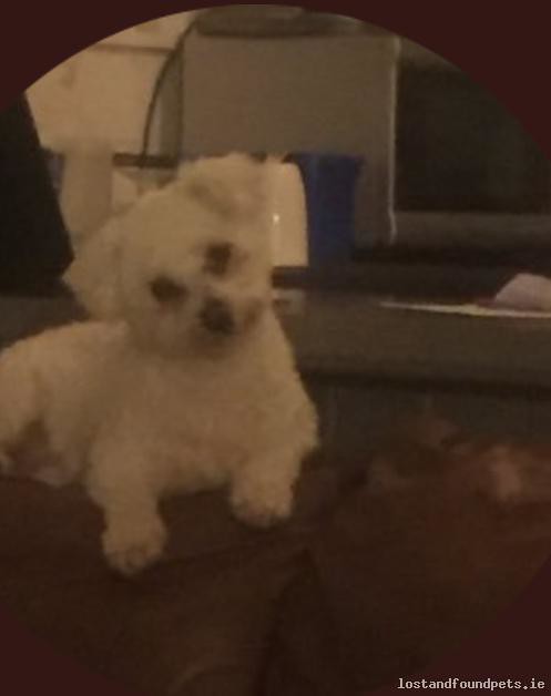 [Updated] Tue, Jan 22nd, 2019 Lost Male Dog - The Local Area, Skryne Tara, Meath
