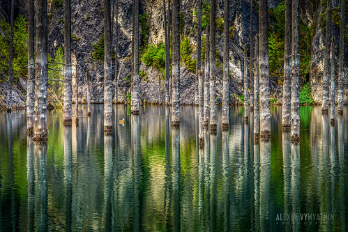 lake duck mirror trees water green sun colors outdoor kazakhstan tolbo