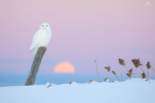 Snowy owl - Harfang des neiges - Bubo scandiacus | by Maxime Legare-Vezina
