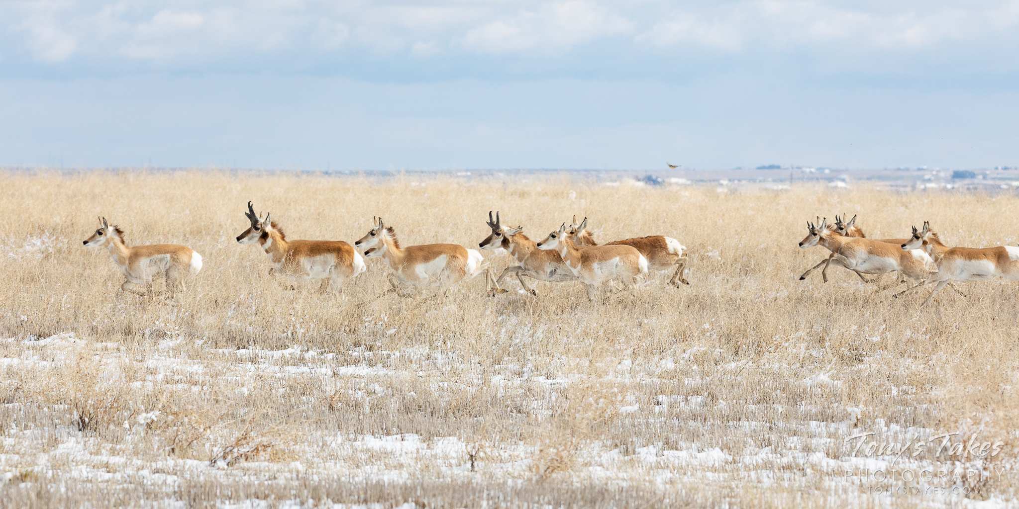 A pronghorn herd races across the plains of Adams County, Colorado. (© Tony’s Takes)