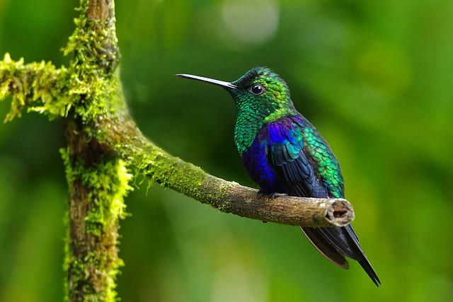 Green-crowned Woodnymph (Thalurania fannyi) male.  Mindo Cloud Forest Reserve in Milpe, north-western Ecuador.