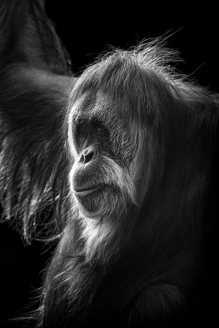 Orangutan at Zurich Zoo - Switzerland