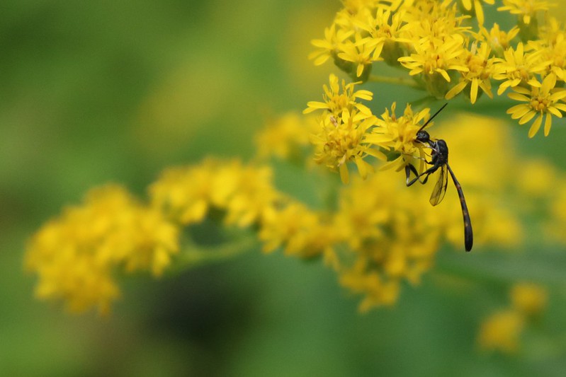 A black insect with a long, thin body hanging below a goldenrod.