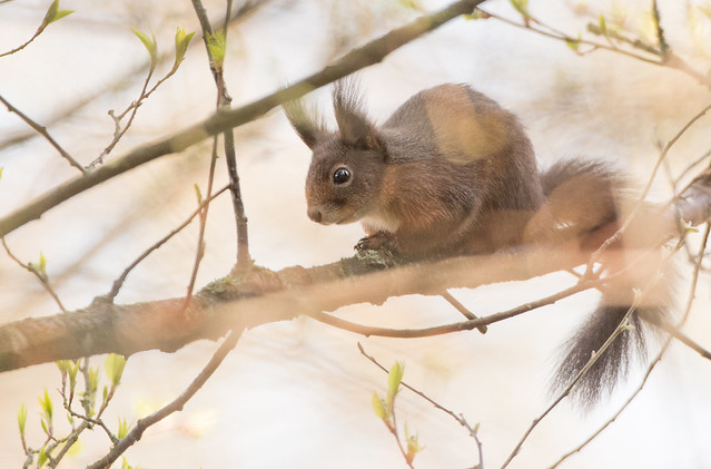 Red Squirrel - garden visitor -