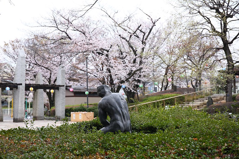 櫻花與雕像