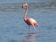 American Flamingo, St Marks NWR, Florida, 3/10/2019