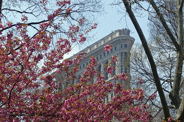 Flatiron Building aka Fuller Building and Cherry blossoms as seen from Madison Square Park in the Flatiron District of Manhattan in New York City, NY