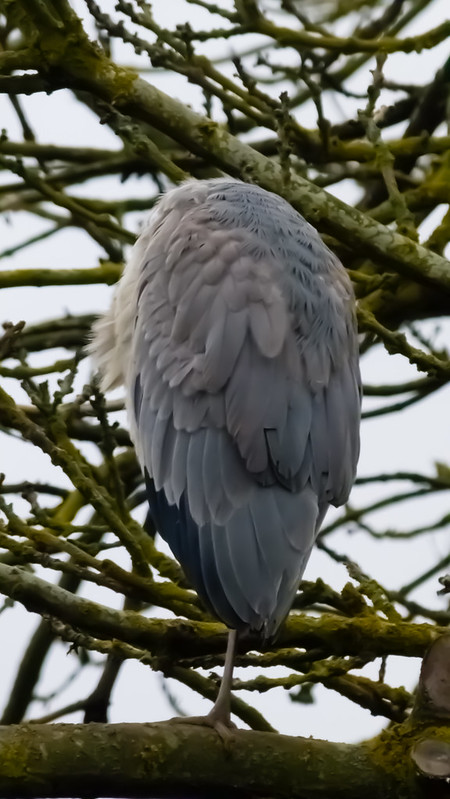 Dozing heron, high in tree
