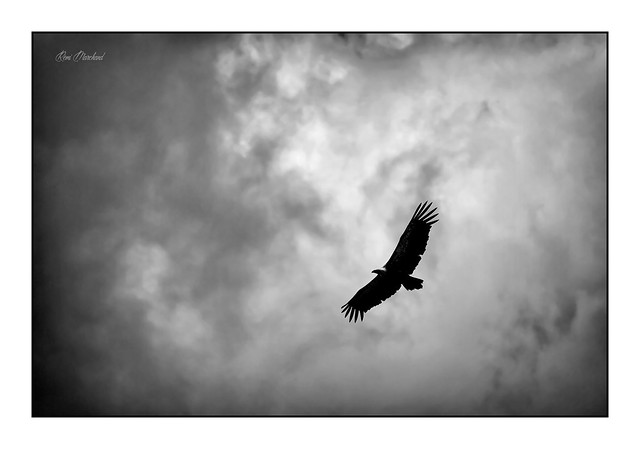 Le vol noir du vautour