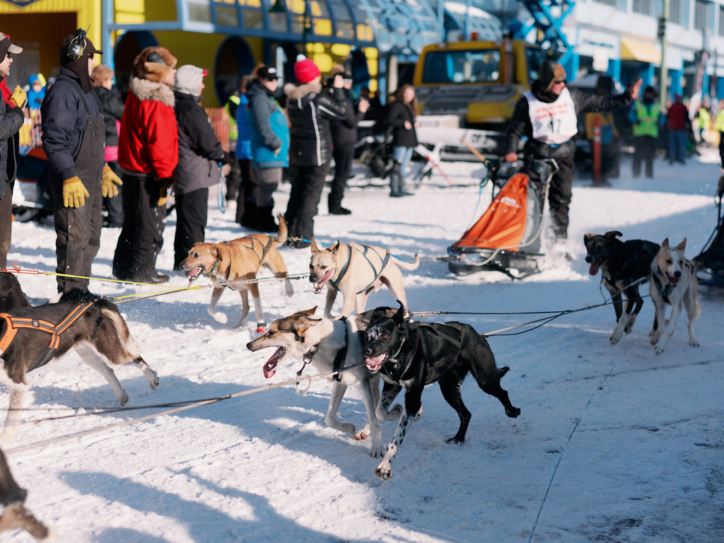 Open World Championship Sled Dog Races. Fur Rondy 2019