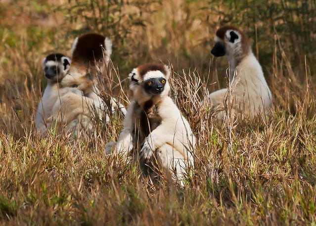A Conspiracy of Sifakas