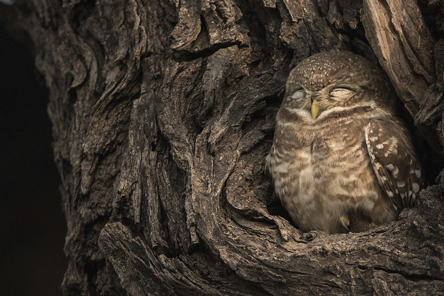 Sleepy Spotted Owlet