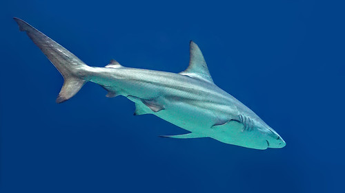 Grey reef shark (Grijze rifhaai)