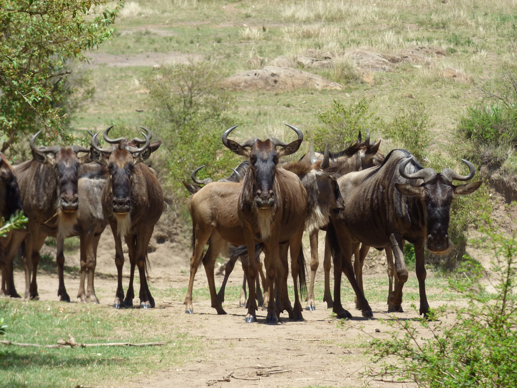 Migrating blue wildebeest loitering near river after false start at crossing, Masai Mara