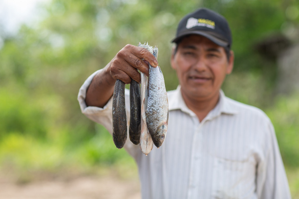 Boquichico fish (Prochilodus nigricans) seller