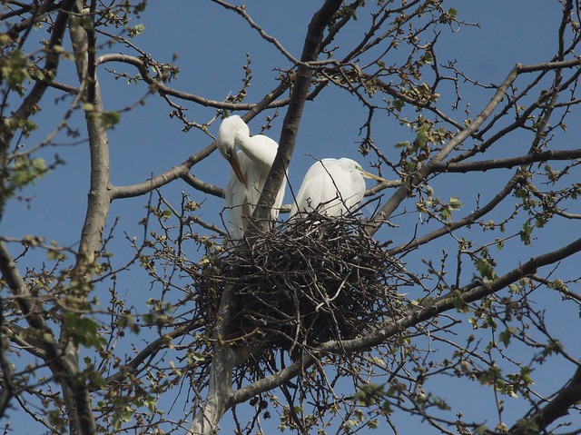 36_Nesting Great Egrets at Google Campus