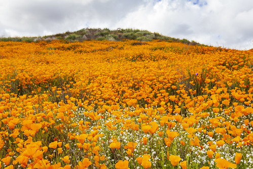 perris california unitedstatesofamerica us walkercanyon poppy poppies californiapoppy californiapoppies lakeelsinore wildflowers superbloom