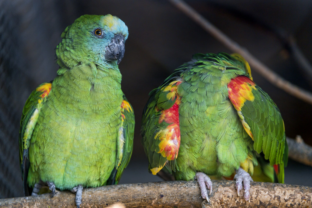 Amazon Blue Fronted Parrot Couple