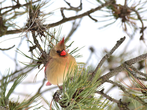 A Northern cardinal | by mrsparr