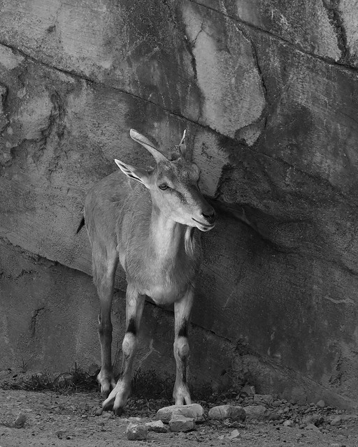 Markhor goat, The Columbus Zoo 7/17/18