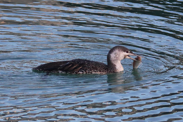 Red-throated Diver (with fish)