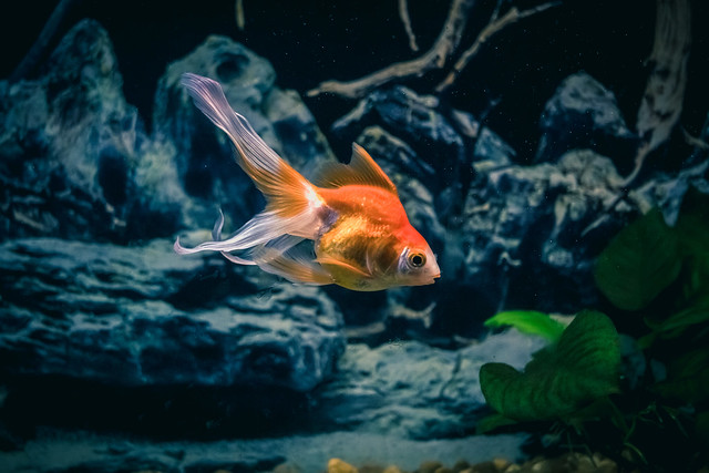 Gold fish.